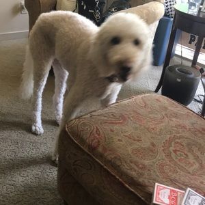 Meet your Posher, Betsy